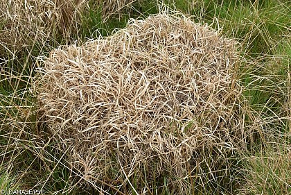 Peat bogs and man