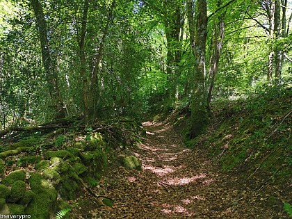 Les chemins creux