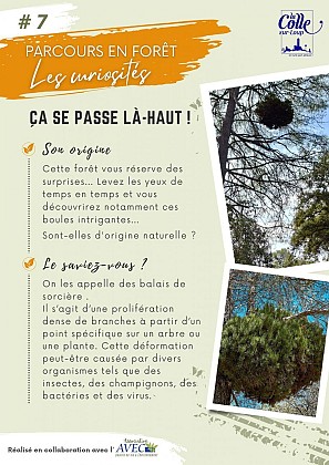 # Balise 8 - Les Balais de Sorcière