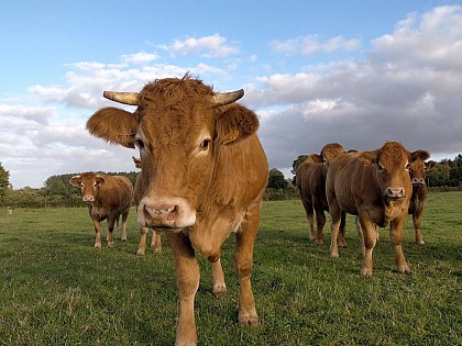 La ferme de l'Âne arrosé