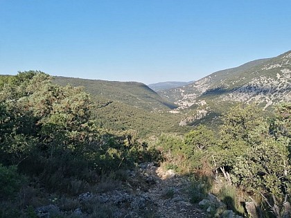 La garrigue