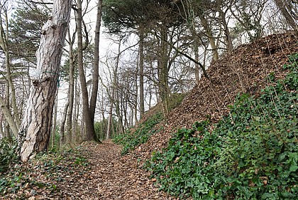 Bois de la Californie