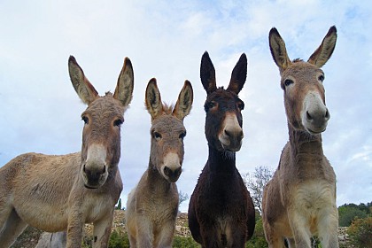 Ride with a donkey - Au Pas de l'Âne