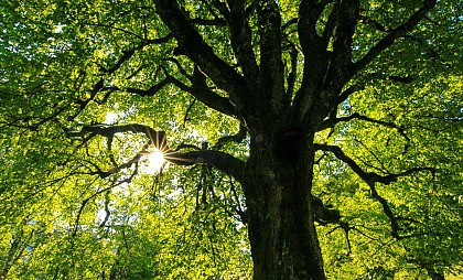 Atelier : À vos arbres, prêts ? Plantez !