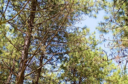 Bois des Pins - Brighton/Cayeux-sur-Mer