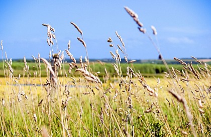 Hâble d'Ault et sa Réserve Ornithologique
