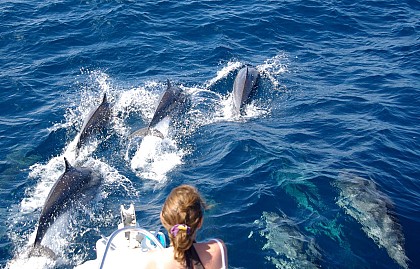 Croisière d'observation des dauphins au large de la Martinique - Au départ des Trois-Îlets