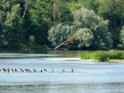 Réserve naturelle de Saint-Mesmin