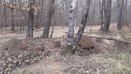 l'Abbaye ruinée de la Cour-Dieu