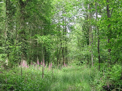 La forêt de la Hunaudaye