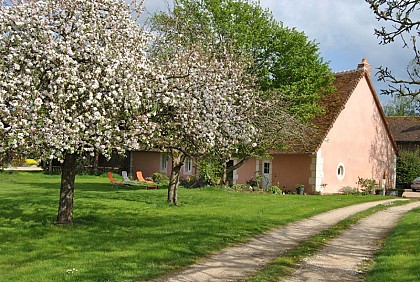 Les grandes fougères