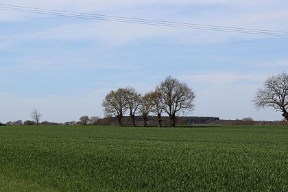 forêt de Longuenée