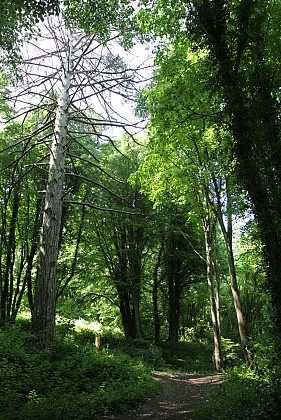 Le sentier du Mont-Duve