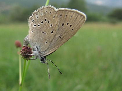 Les sagnes du plateau Bayard