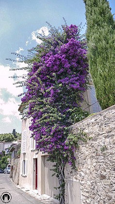 Bougainvilliers - Rue des Hoirs 1