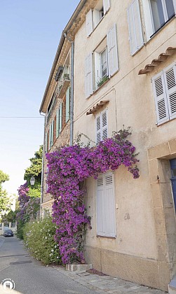 Bougainvilliers - Rue des Migraniers 1