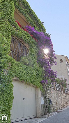 Bougainvilliers - Rue des Migraniers 2