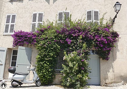 Bougainvilliers - Rue des Migraniers 3