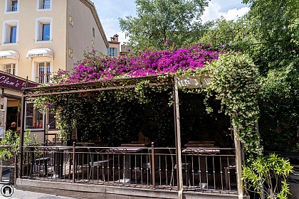 Bougainvilliers - Boulevard des Micocouliers