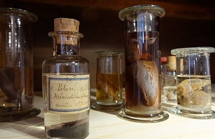 Le Cabinet des curiosités