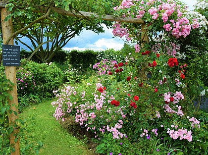 Roseraie de Morailles