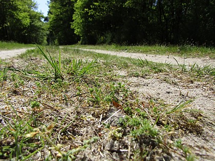 Ces petites plantes au milieu du chemin
