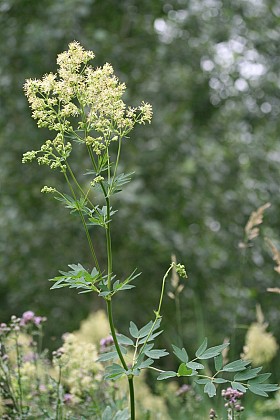 Botanique en bordure du canal du Loing et dans la prairie du Grand Rozeau