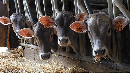 Brun de lait - dégustation et vente à la ferme de produits laitiers