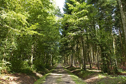 La Forêt de la Comté