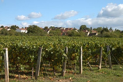 Vignoble du Rioussat