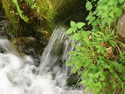 La source de l'Orbiquet