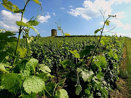 Aire de camping-cars des Vignobles Maurin