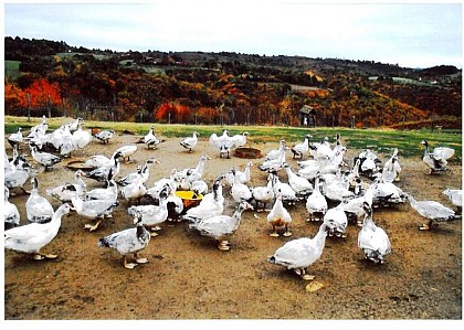 La Ferme du Pech Viel