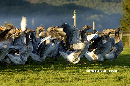 Elevage d'oies des Granges