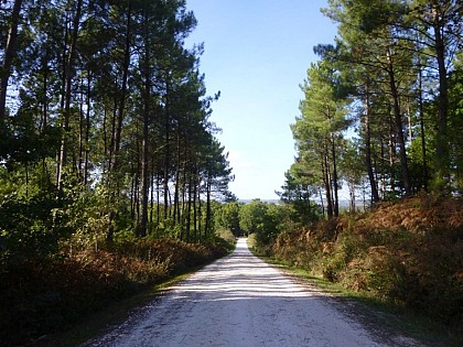 La Forêt du Vignoble