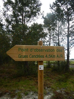 Point d'observation des grues cendrées