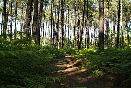 Sentier de découverte "le Courant des Forges"