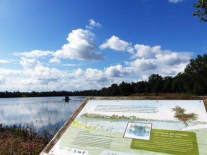 Les Saligues de l'Adour