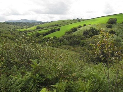 Les landes de Hasparren