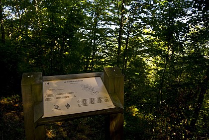 Le sentier découverte du bois du Calvaire