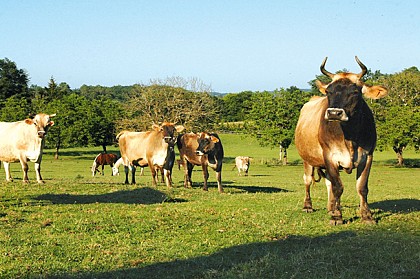 Aurochs en Périgord