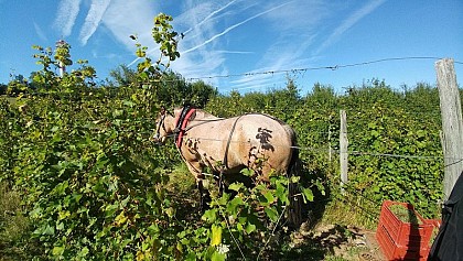 Château La Courtiade Peyvergès