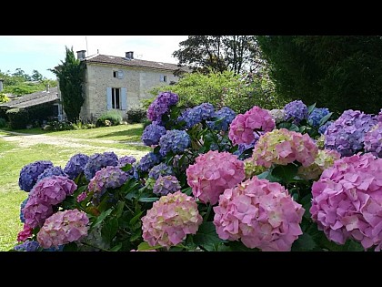 Le buisson aux Angéliques