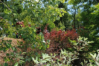 Arborétum des Pouyouleix