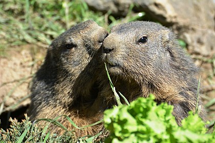 Parc'Ours