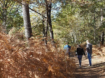Forêt du Taillan Médoc