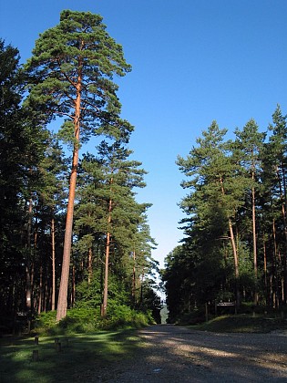 Forêt Domaniale de Montfort
