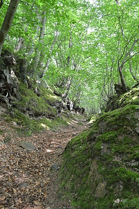 La chasse de l'huilerie