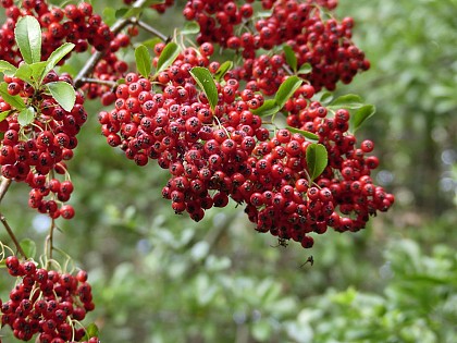 La nature à fleur de sens - Balades à la découverte des plantes sauvages