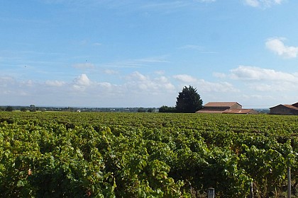 Domaine de la Gachère - GAEC Lemoine